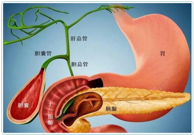 五院專(zhuān)家講堂 | 了解常見(jiàn)膽囊疾病，保護(hù)好您的健康！